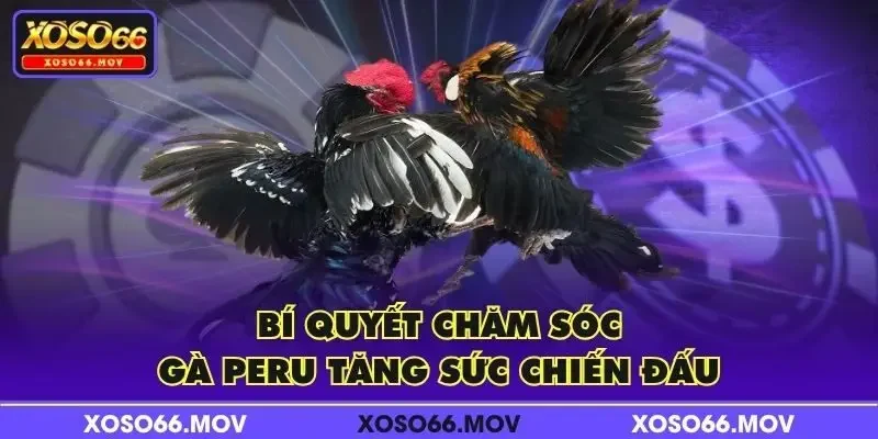 Bí quyết chăm sóc gà Peru tăng sức chiến đấu